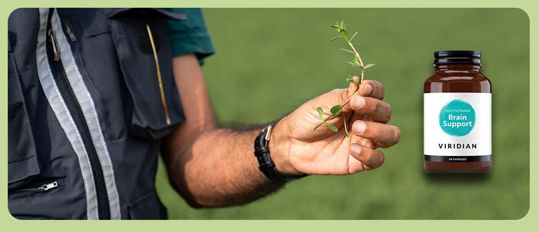 ¿Cuáles son las propiedades del 'brahmi' o 'bacopa monnieri'?